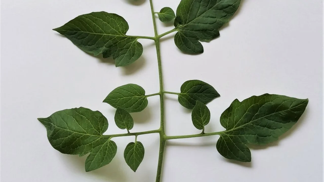 如何排查房间内的直播与偷拍设备并正确使用检测工具